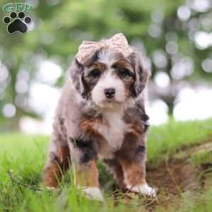 Pelle, Mini Bernedoodle Puppy
